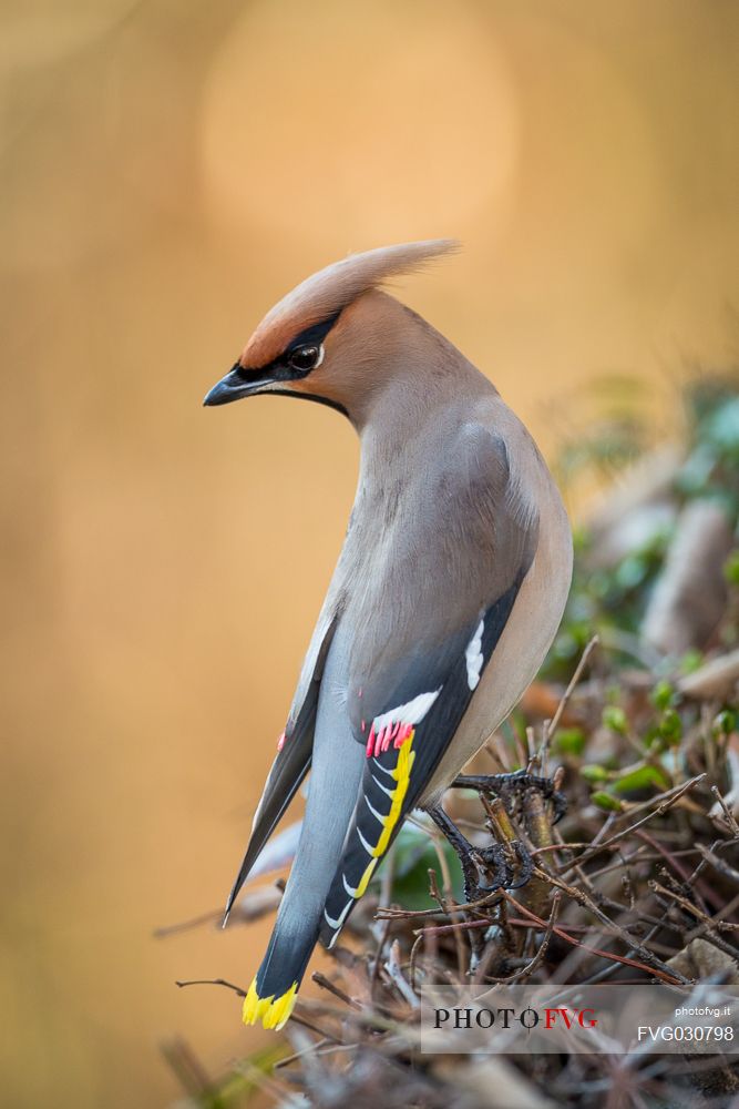 Bohemian Waxwing, Bombycilla garrulus portrait