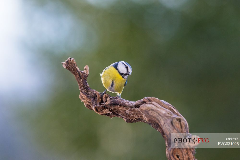 Blue Tit, Cyanistes caeruleus, portrait