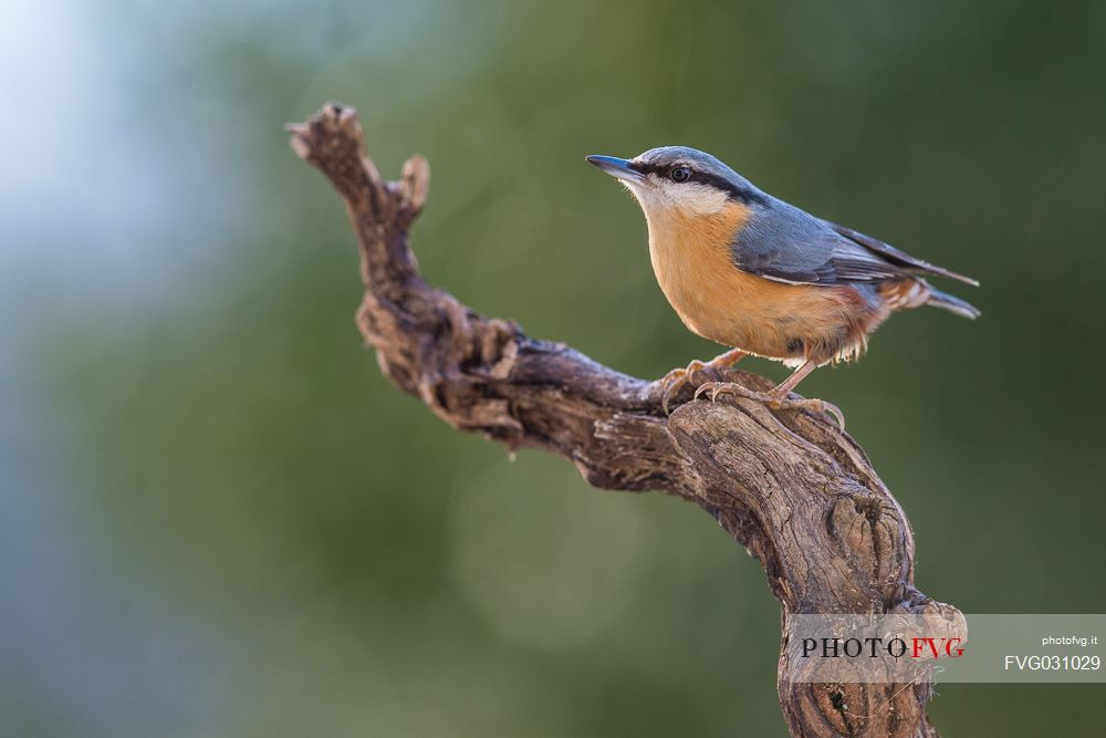 Portrait of Wood Nuthatch, Sitta europaea