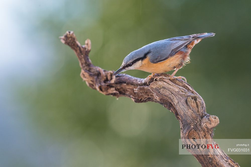 Portrait of Wood Nuthatch, Sitta europaea