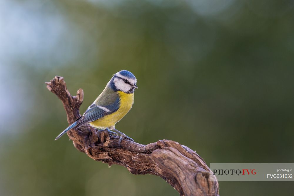 Blue Tit, Cyanistes caeruleus, portrait