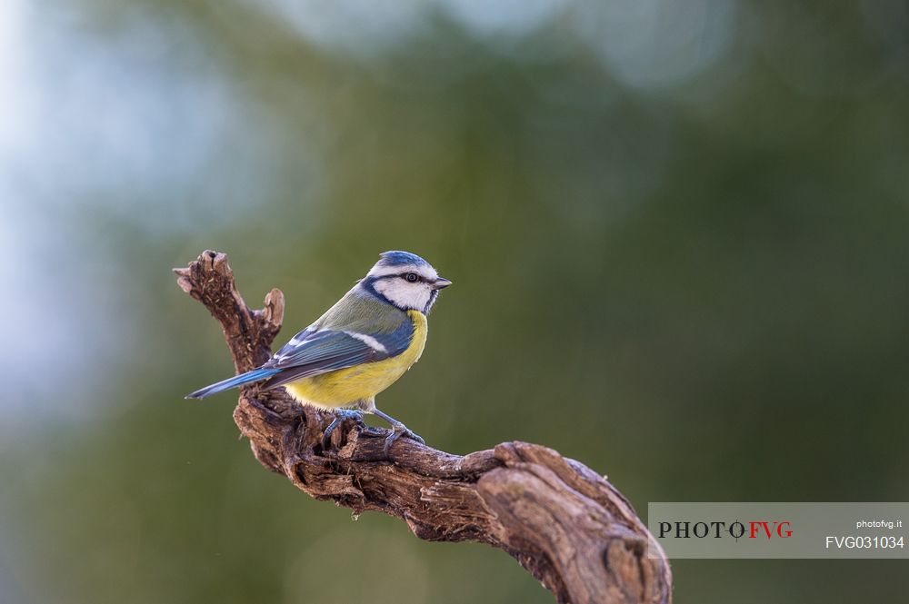 Blue Tit, Cyanistes caeruleus, portrait