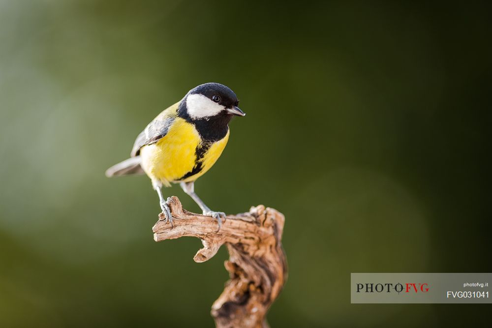 Eurasian Great Tit, Parus major