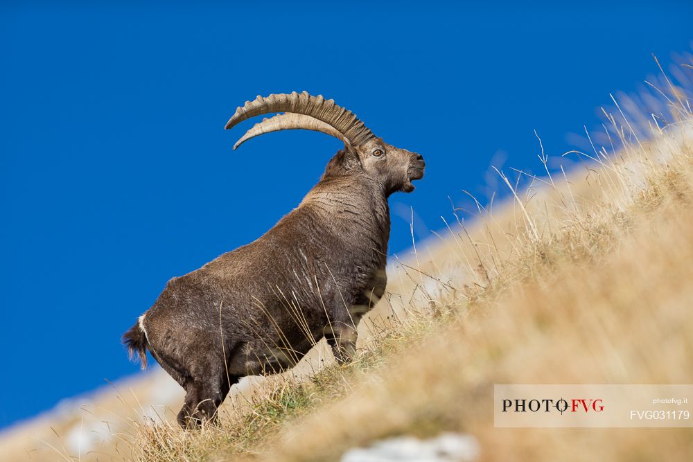 Portrait of alpine ibex,Capra ibex, Altopiano del Montasio plateau, Julian Alps, Italy.