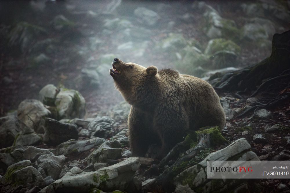 Wild Brown bear, Ursus arctos, on the fog, Trava, Ribnica, Slovenia