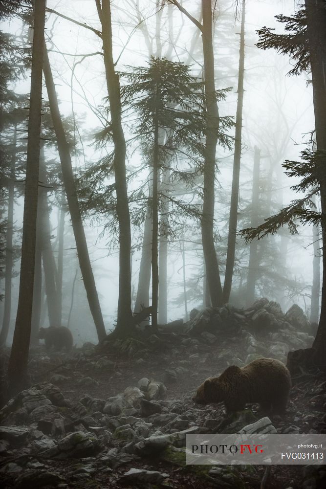 Two wild brown bears, Ursus arctos, in the fog, Slovenia