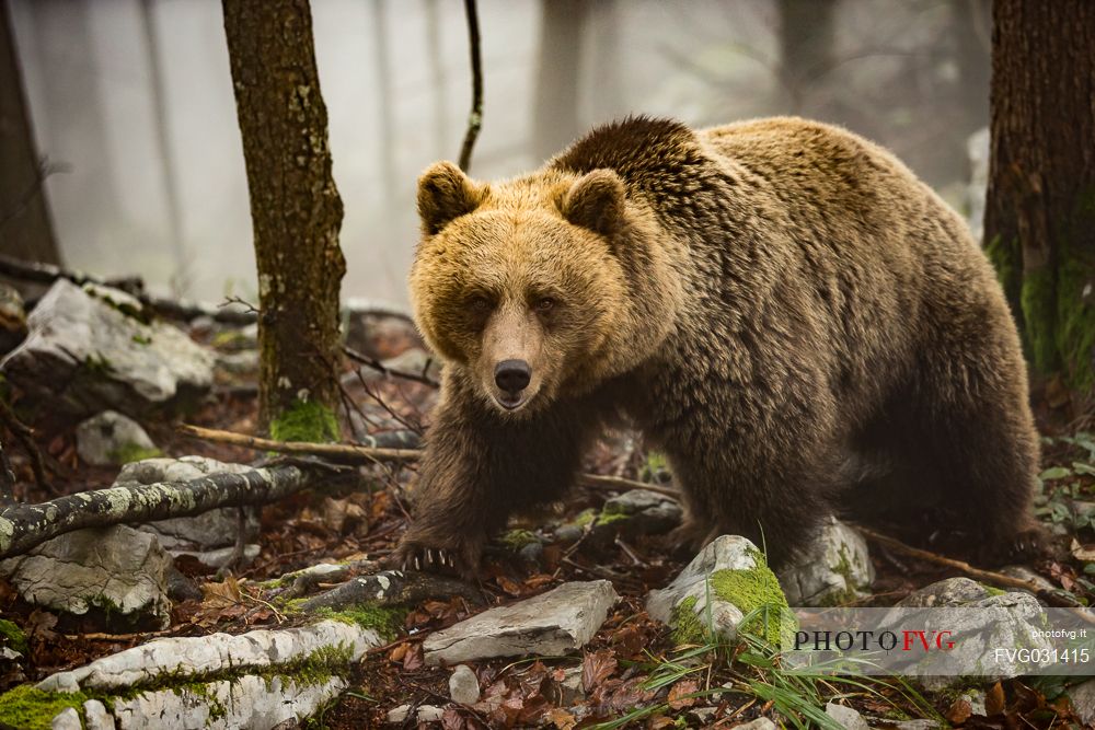 Wild Brown bear, Ursus arctos, in the fog, Trava, Ribnica, Slovenia