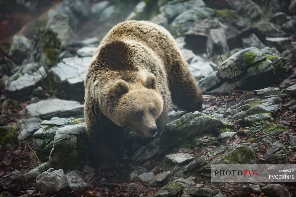 Wild Brown bear, Ursus arctos, on the fog, Trava, Ribnica, Slovenia