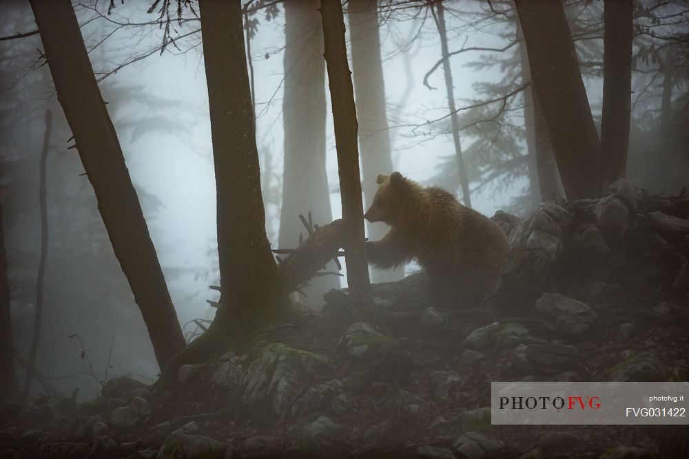 Wild Brown bear, Ursus arctos, in the fog, Slovenia