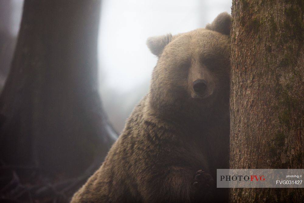 Portrait of wild brown bear, Ursus arctos, in the fog, Slovenia