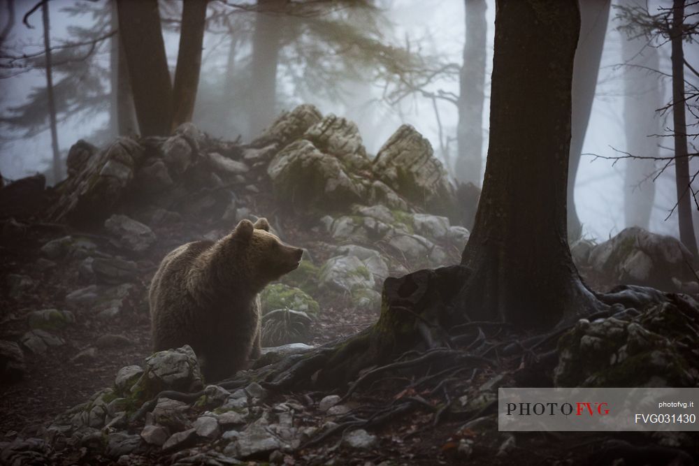 Wild Brown bear, Ursus arctos, in the fog, Slovenia