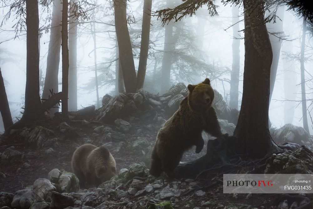 Two wild brown bears, Ursus arctos, in the fog, Slovenia