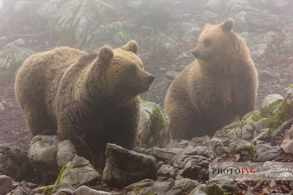 Portrait of two wild Brown bear, Ursus arctos, in the fog, mother and cube, Slovenia