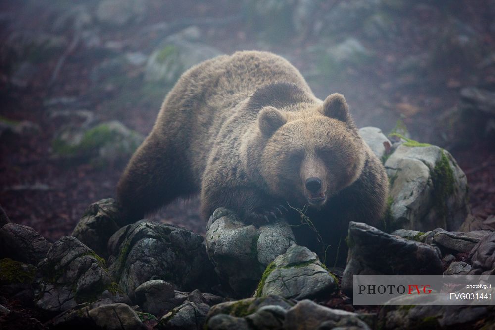 Portrait of wild brown bear, Ursus arctos, in the fog, Slovenia