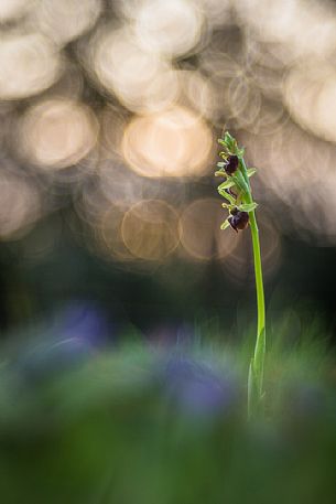 The early spider-orchid (Ophrys sphegodes) it was one of the first wild orchid to blossom of the year.