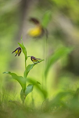 Lady's slipper or Cypripedium calceolus in its natural habitat.
