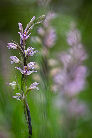 Limodorum abortivum, commonly known as Violet Limodore, is a species of myco-heterotrophic, achlorophyllous orchid and is native to central and eastern Europe, western Asia and the Mediterranean area.
Limodorum abortivum, commonly known as Violet Limodore, is a species of myco-heterotrophic, achlorophyllous orchid and is native to central and eastern Europe, western Asia and the Mediterranean area.