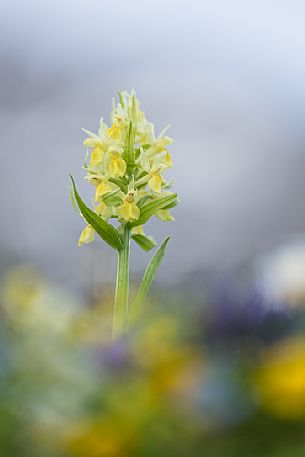 The Elder-flowered Orchid, Dactylorhiza sambucina, wild orchid. The Elder-flowered Orchid, Dactylorhiza sambucina, wild orchid.