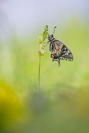 Old World swallowtail, Papilio machaon, on the wild orchid Ophrys incubacea subsp. incubacea Old World swallowtail, Papilio machaon, on the wild orchid Ophrys incubacea subsp. incubacea