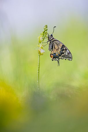 Old World swallowtail, Papilio machaon, on the wild orchid Ophrys incubacea subsp. incubacea