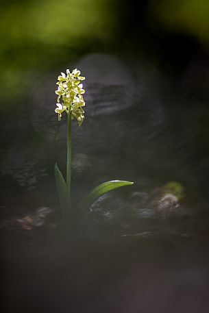 Wild orchid, Orchis pallens, in the forest.