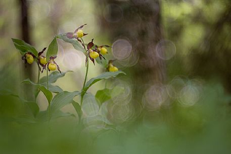 Lady's slipper or Cypripedium calceolus in its natural habitat.
