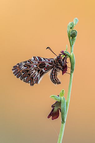 Southern festoon butterfly, Zerynthia polyxena, on Wild orchid ( Ophrys insectifera ) in the magical light