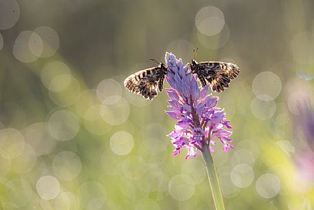 Two butterflies southern festoons ( Zerynthia polyxena) on wild orchid military orchid ( Orchis militaris ) Two butterflies southern festoons ( Zerynthia polyxena) on wild orchid military orchid ( Orchis militaris )