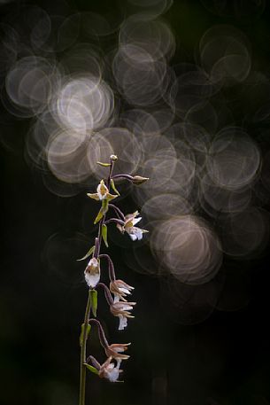 Marsh helleborine, wild orchid Epipactis palustris in the peat bog Marsh helleborine, wild orchid Epipactis palustris in the peat bog