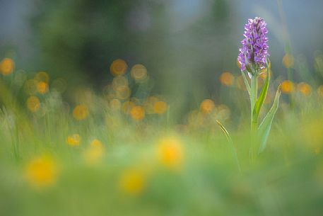 Wild orchid, early marsh-orchid, Dactylorhiza incarnata Wild orchid, early marsh-orchid, Dactylorhiza incarnata