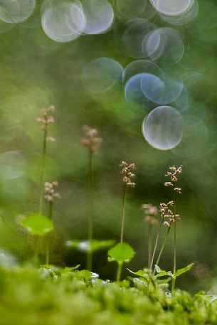 A rare orchid, the lesser twayblade or heartleaf twayblade, ( listera cordata ), Forni Avoltri, Carnia, Italy