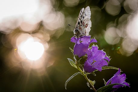 Apollo butterfly  ( Parnassius apollo ) on willow gentian ( Gentiana asclepiadea)
