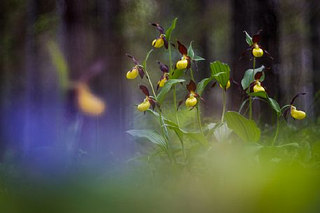 Lady's slipper or Cypripedium calceolus in its natural habitat.
