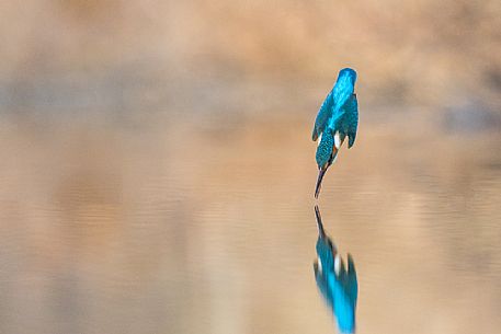 Alcedo atthis, Common Kingfisher (male) fishing