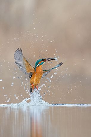 Alcedo atthis, Common Kingfisher (male) fishing