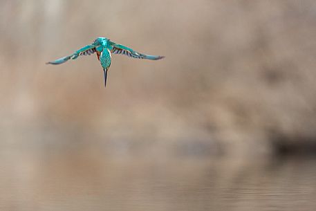 Alcedo atthis, Common Kingfisher (male) fishing