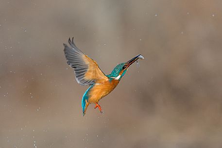 Alcedo atthis, Common Kingfisher (male) fishing