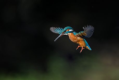 Alcedo atthis, Common Kingfisher (male) fishing