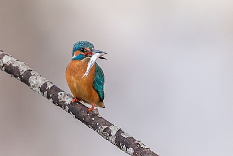 Alcedo atthis or common Kingfisher (male) fishing