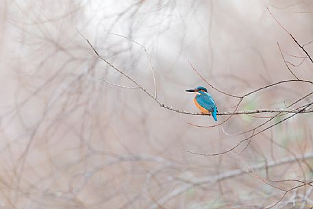 Alcedo atthis or common Kingfisher (male) in the grove
