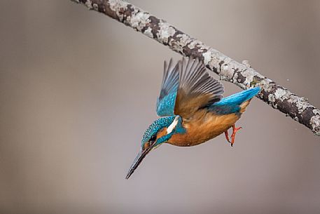 Alcedo atthis or common Kingfisher (male) fishing