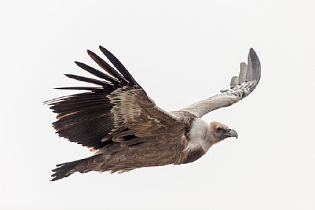 Eurasian Griffon, Gyps fulvus, in flight 