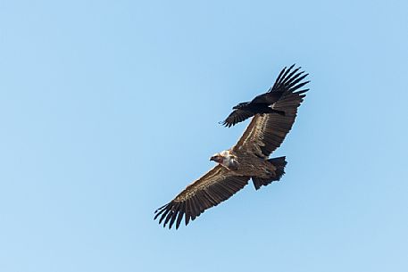 Eurasian Griffon (Gyps fulvus) in flight with Raven