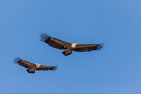 Two Eurasian Griffon (Gyps fulvus) in flight 