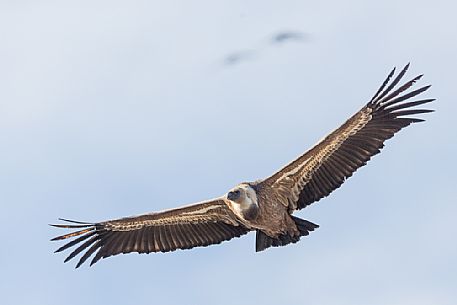 Eurasian Griffon, Gyps fulvus, in flight 