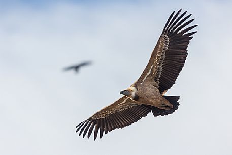 Eurasian Griffon, Gyps fulvus,  in flight 