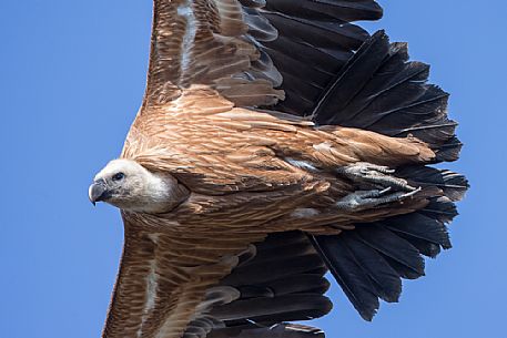 Close up eurasian Griffon,Gyps fulvus, in flight 