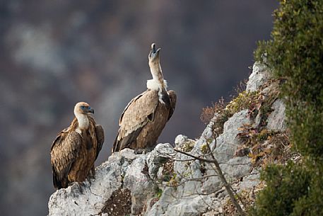 Two Eurasian Griffon, Gyps fulvus