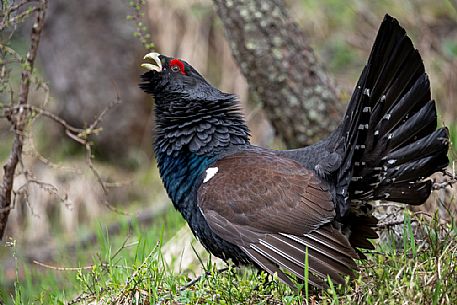 Tetrao urogallus or Eurasian Capercaillie or Western Capercaillie male in mating season. 