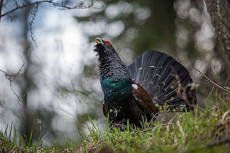 Tetrao urogallus or Eurasian Capercaillie or Western Capercaillie male in mating season. 